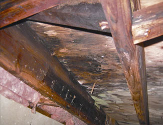 mold and rot in a Wasilla crawl space