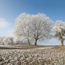 Frost covering trees and a grassy field in Pelican